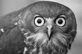 owl stare draw