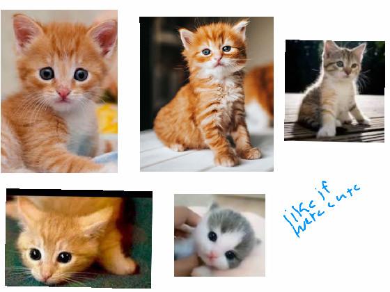 Cute kittys (for kellan)