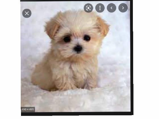 cute puppy 