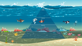 Ocean Ecological Pyramid