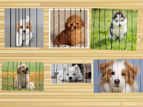 dogs for adoption  1