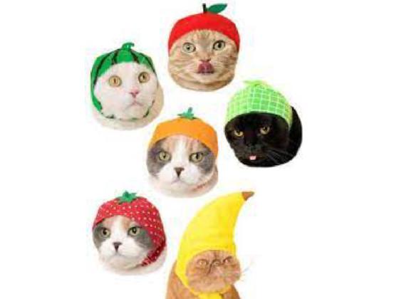 gato fruit dance