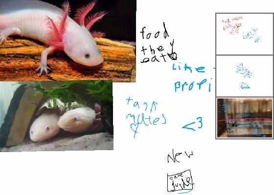facts about a axolotls😌(like for care guide😌)