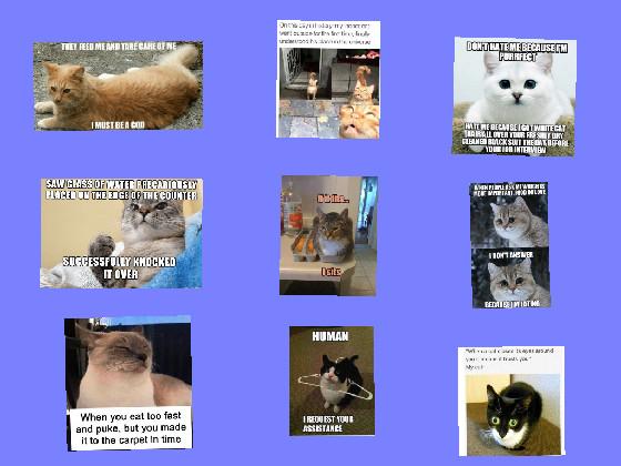 cat memes pt 2