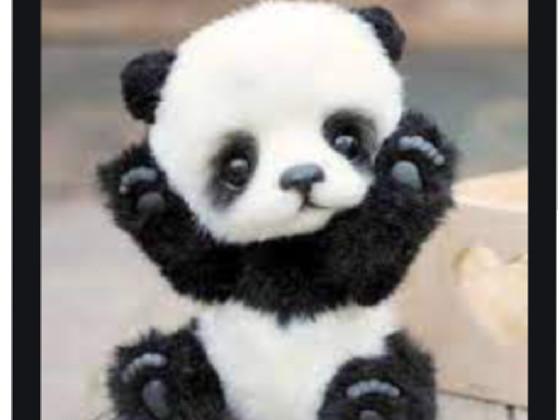 cute panda