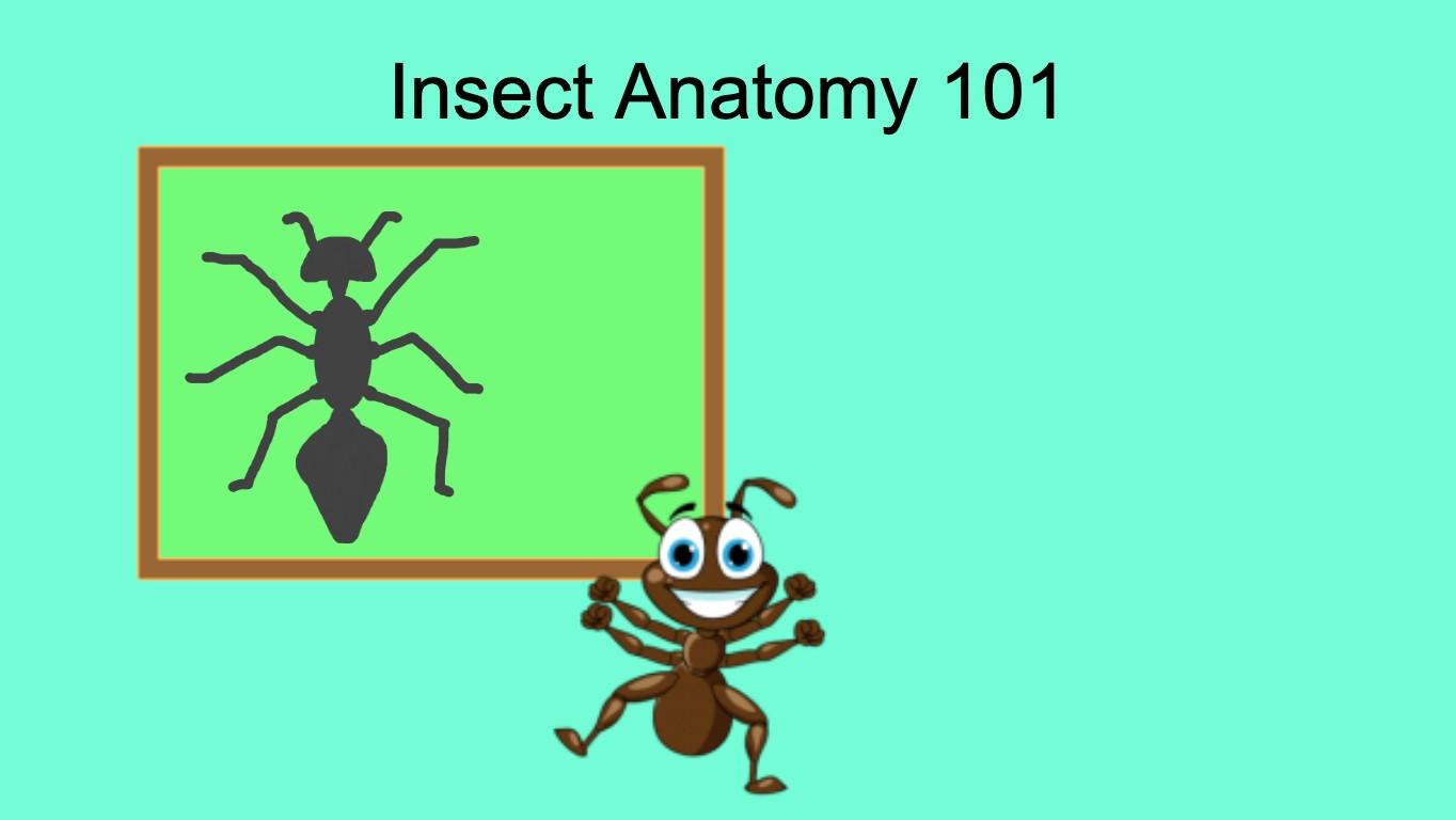 Insect Anatomy - TEMPLATE