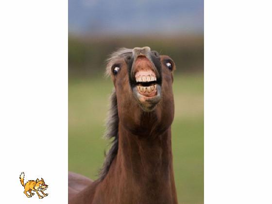 funny horse 1