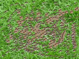 Build an Ant Colony