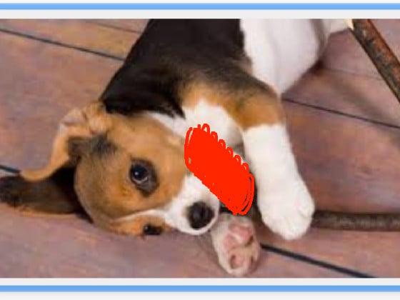 beagle beat
