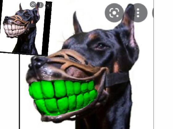 What your dogs teeth look like 