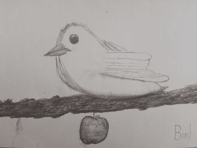 my bird drawing