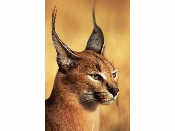 Caracals!