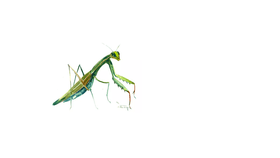 praing mantid