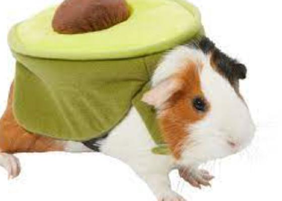 GuineaPiglookingat you for 11 hours