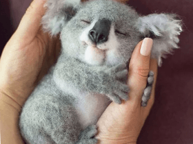 Like if you love koalas