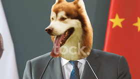 dog president