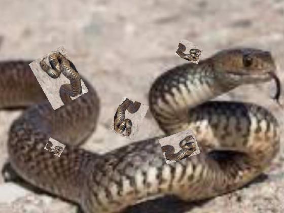 Snakey snake
