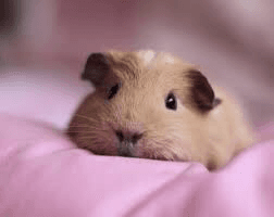 guinea pig dance