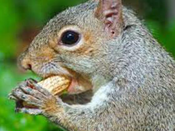 Godly squirrel