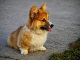 corgi