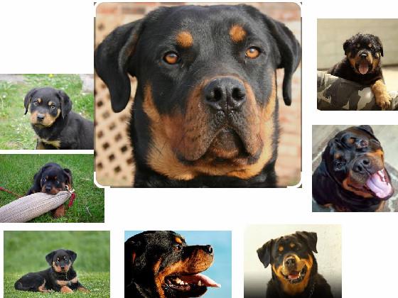 to all who love Rottweiler