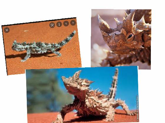 thorny devil so cool😎🤩