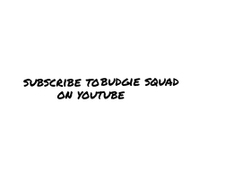 sub to bundie squad