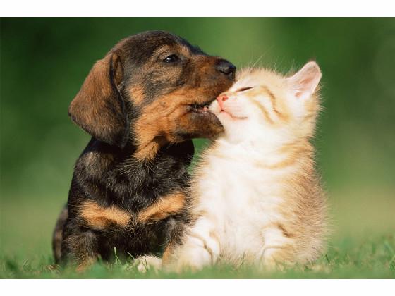 cute dog and cat 