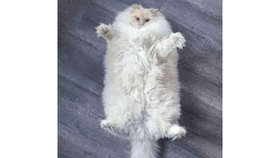 fluffy cat