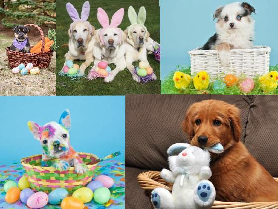 Easter Dogs 