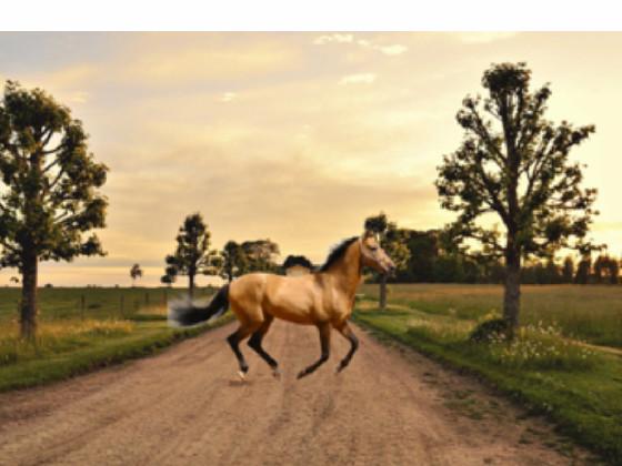 old town road  1