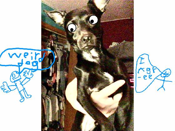 my dogy googley eyes 1