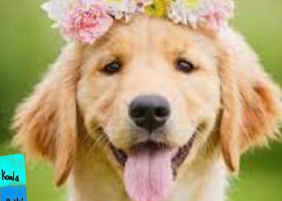 flower puppy