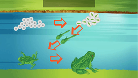 Life Cycle of a Frog