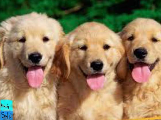 the trio puppys