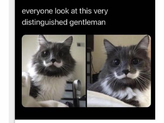 Cat gentleman! LOL