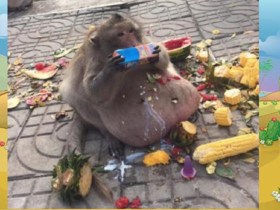 monkey eating food