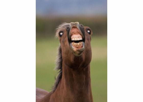 funny horse 1