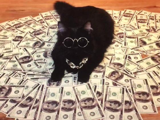 rich cat please click