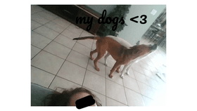 my dogs <3