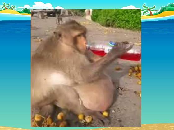 monkey drinking juice