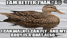 better than you duck