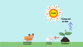 Energy Flow in the Ecosystem