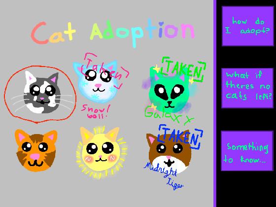 Cat Adoption 1