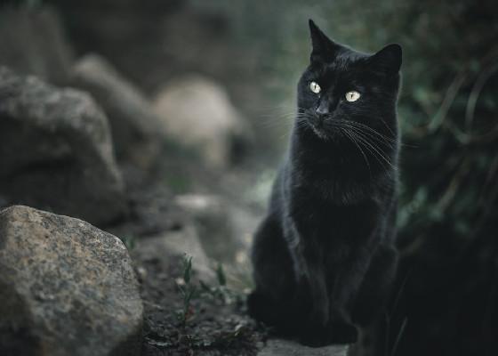 KITTY ON A ROCK