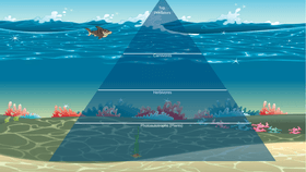 Ocean Ecological Pyramid