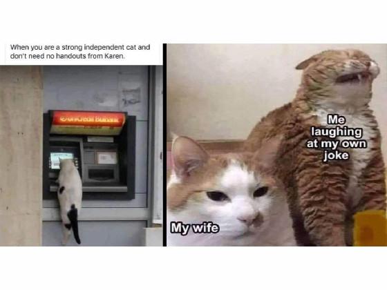 they are back cat memes 