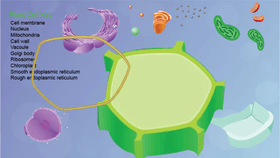 Plant Cell Structure