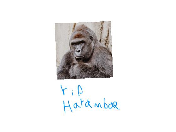 rip harambae