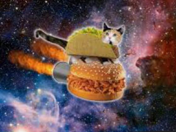   taco cat